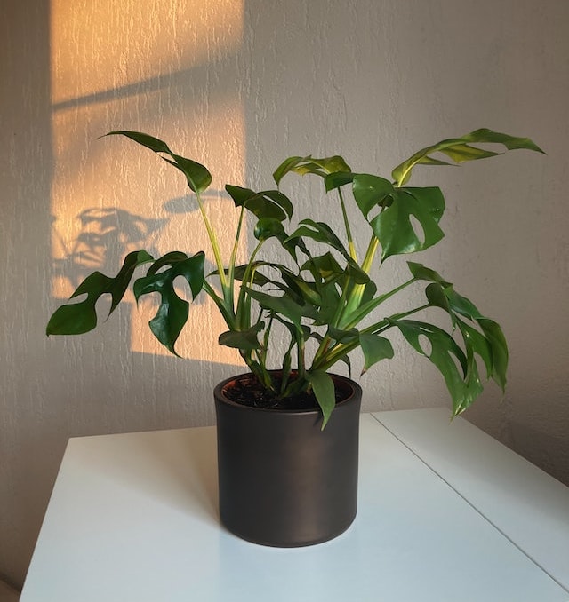 /r/indoorgarden
